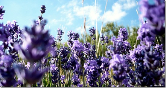 481260_315695145188888_90531754_n