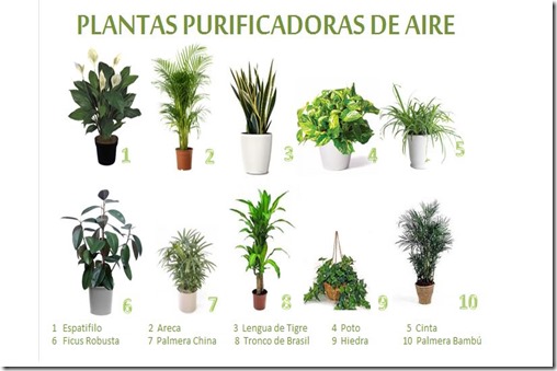 10-Plantas-Purificadoras-de-aire